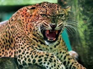 India. Bimbo di 3 trovato senza testa nei boschi: “Gliel’ha mangiata un leopardo”