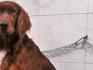 Il cane scappa da casa, famiglia offre 5mila euro a chi lo ritrova