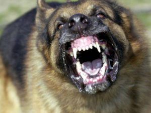 Lampedusa: 60enne accerchiata e sbranata da un branco di cani, ora in gravi condizioni