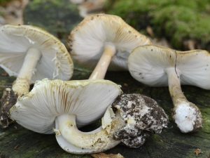 Taranto, mangiano funghi velenosi raccolti in campagna: padre, madre e figlio intossicati