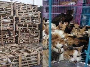 Cina, centinaia di gatti salvati dal commercio di carne: “Sarebbero stati mangiati al ristorante”