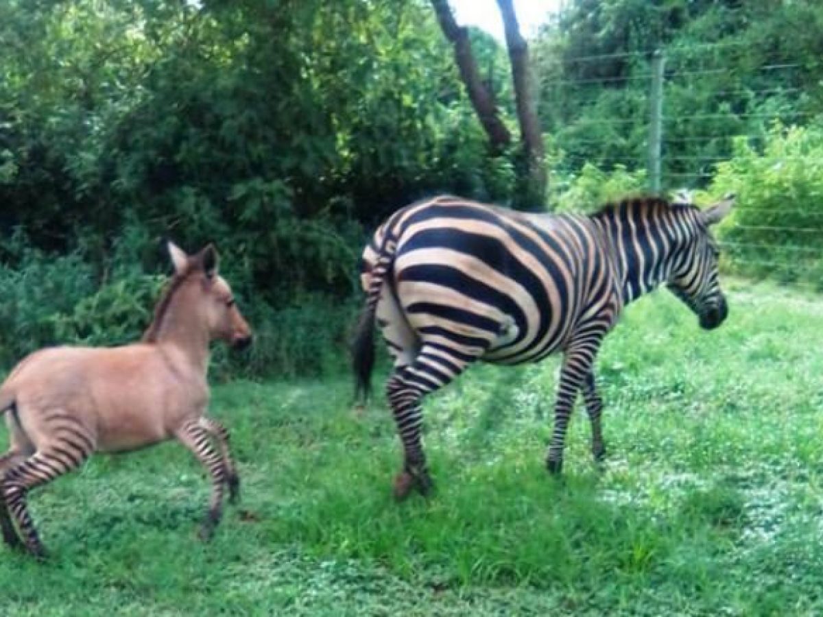 Come Si Scrive Zebra In Inglese