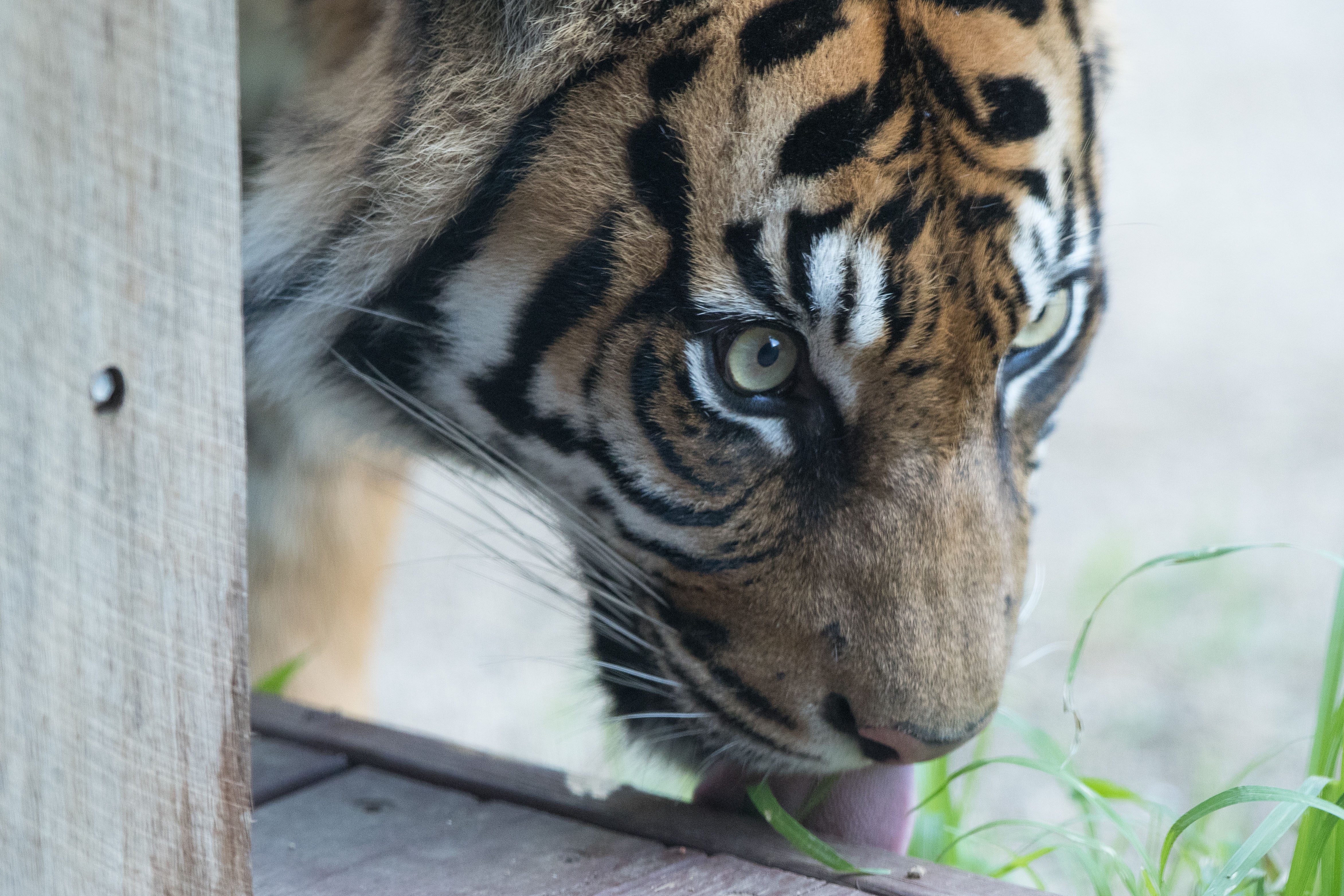 Sognare Di Avere Una Tigre In Casa