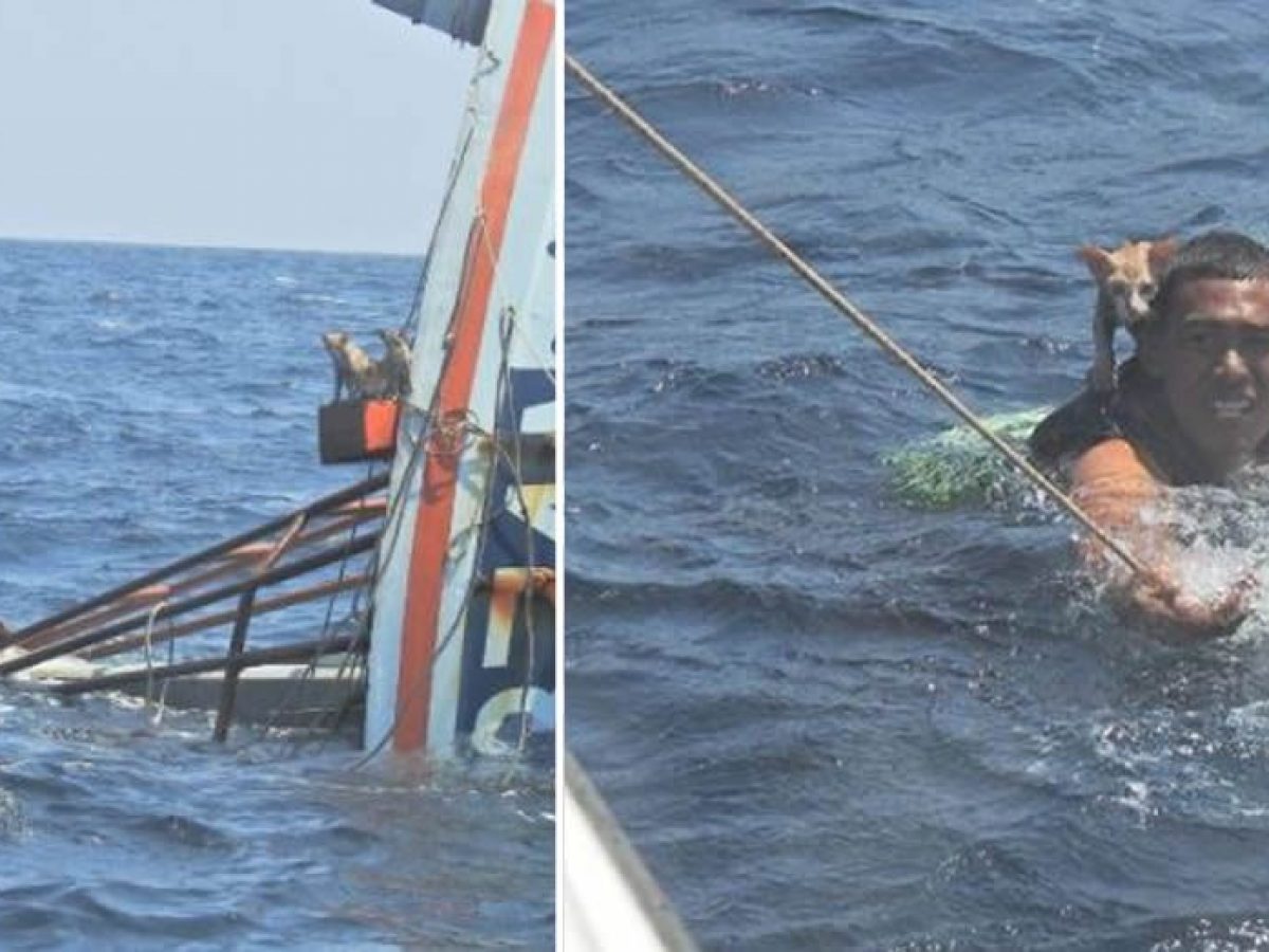 Quando La Nave Affonda Tutti Scappano