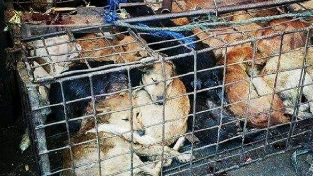 I cani a Yulin (Foto gentilmente concessa da Action Project Animal)