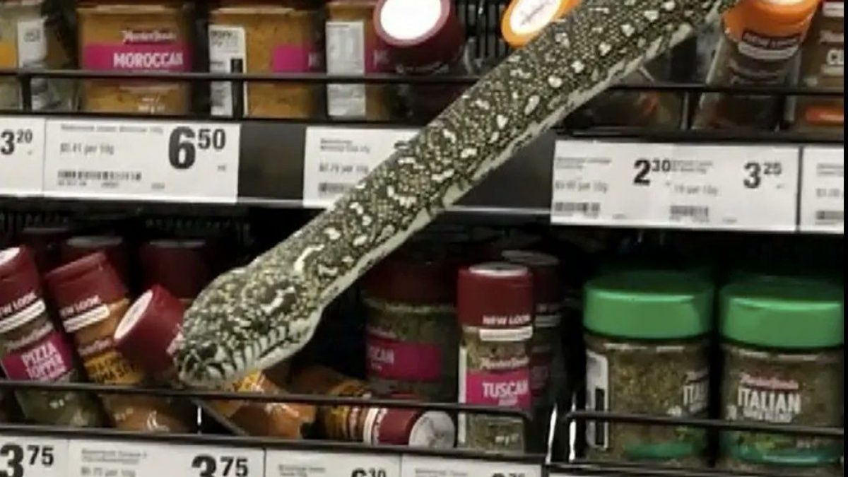 Il serpente avvistato tra gli scaffali (foto Twitter)