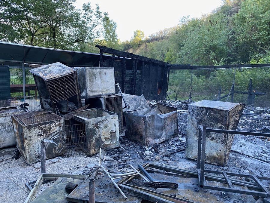 Bologna, incendio devasta oasi felina: è strage di gatti, muoiono bruciati vivi