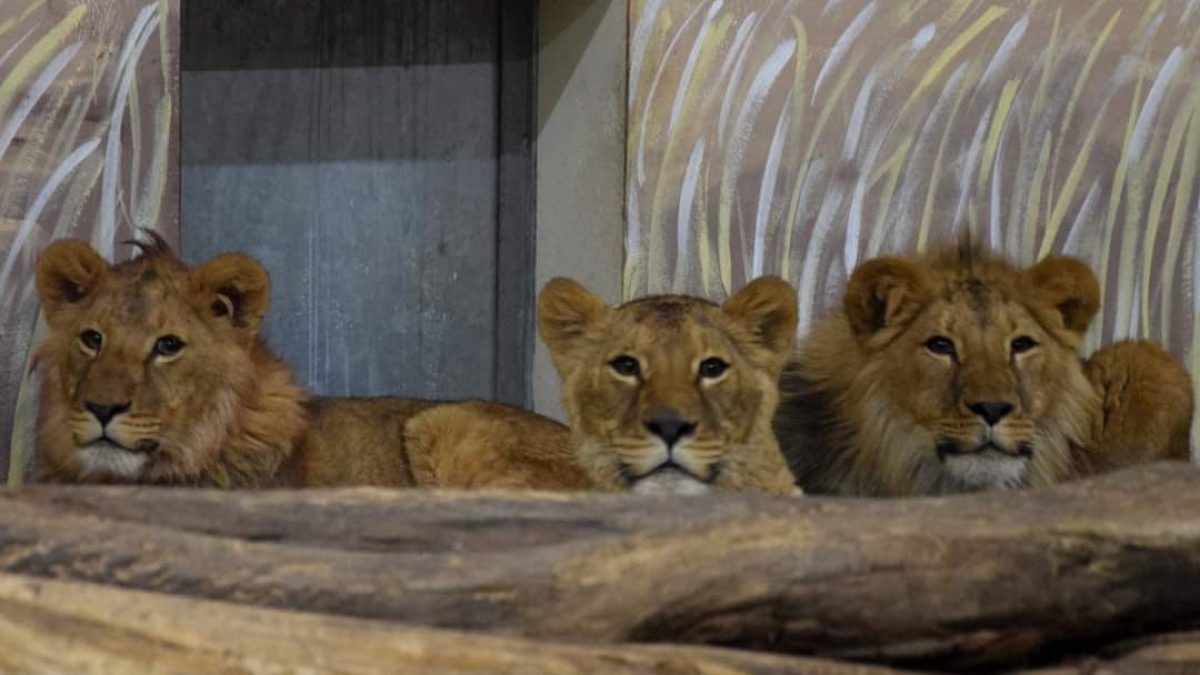 Foto da Facebook ’Zoo di Poznan’