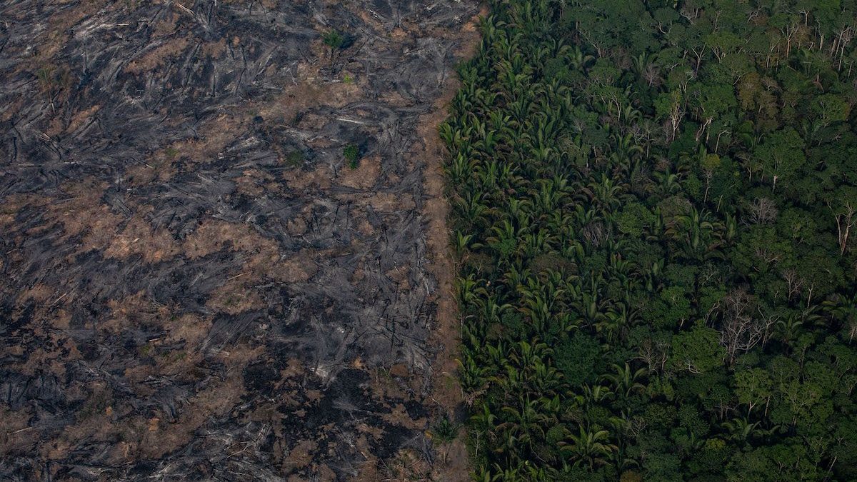 Una parte di foresta Amazzonica bruciata (foto di Victor Moriyama/Getty Images)