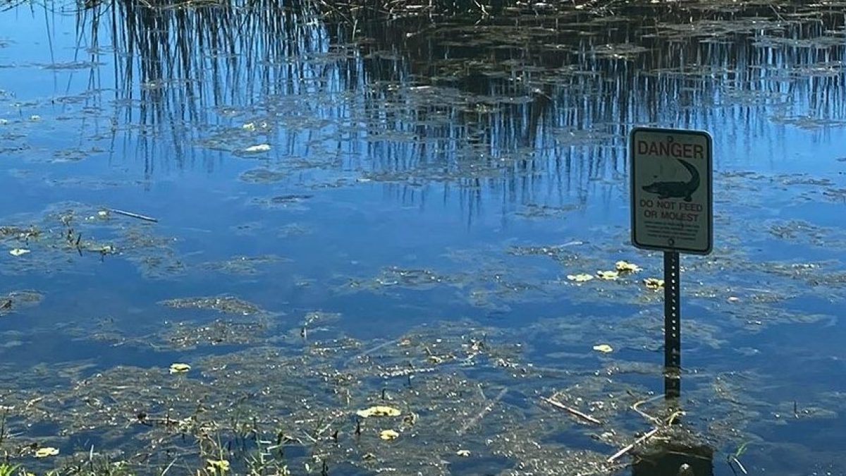 Tenta di recuperare frisbee caduto nel lago: alligatore balza fuori, gli  strappa il braccio e lo uccide