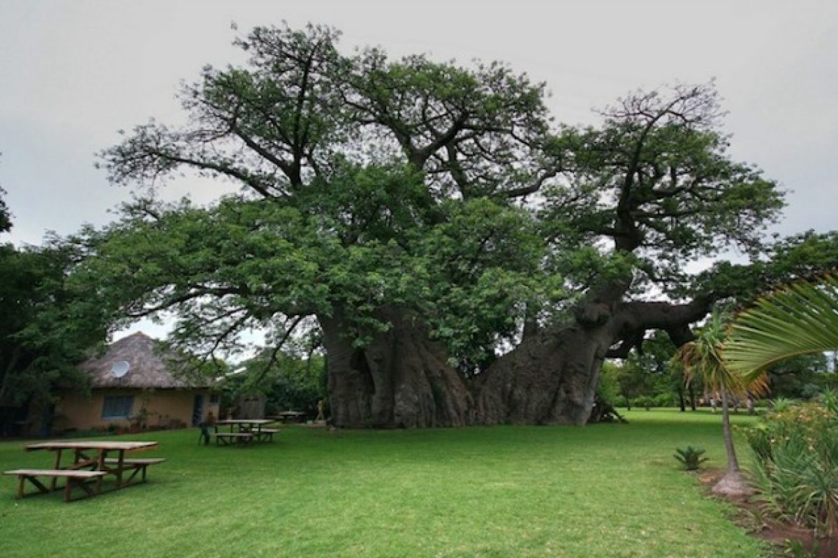 È il baobab più grande del mondo non immaginerete mai cosa c'è al suo interno