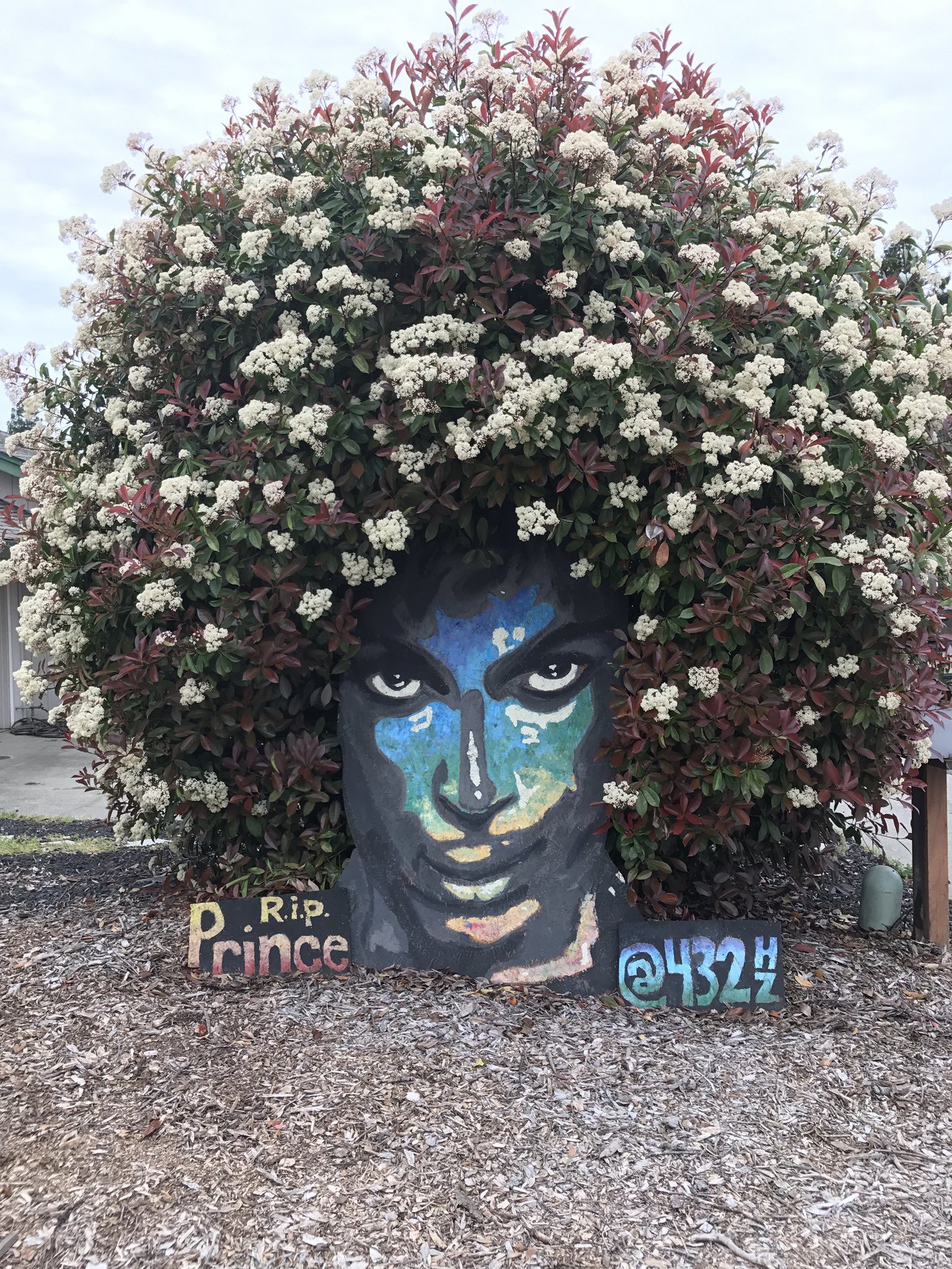 Photo credit Mason Silva KCRA