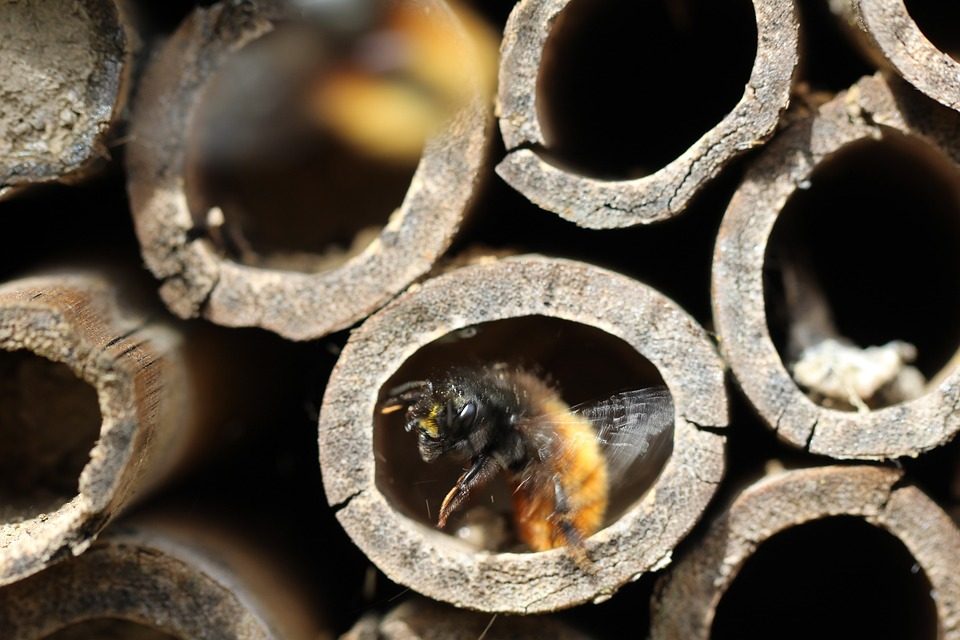 Api Roma Roma, apre il primo BeeHotel per api solitarie
