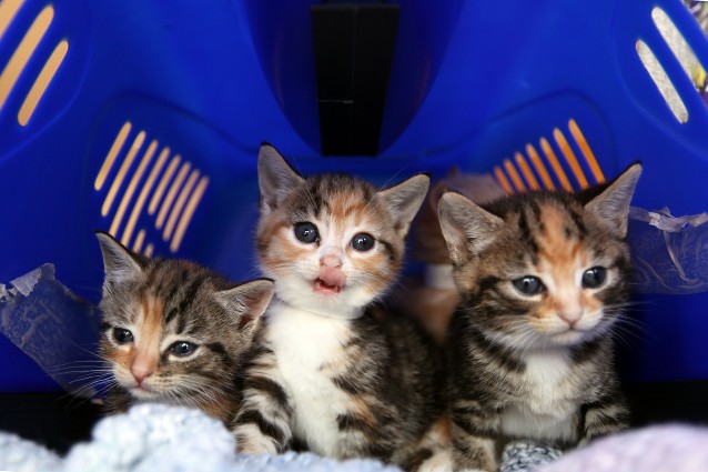 Ecco perché i gatti amano nascondersi nelle scatole