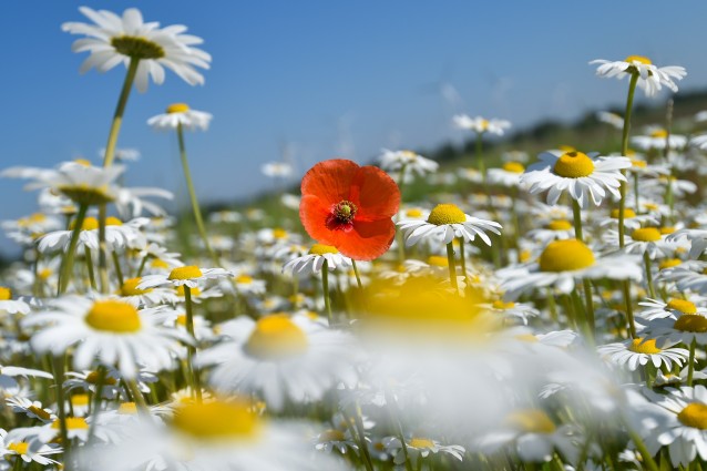 Oroscopo: un fiore per ogni segno zodiacale (FOTO)