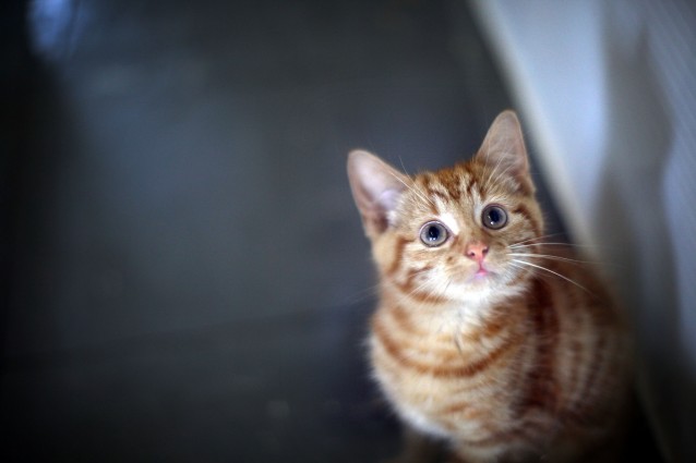 Il 17 febbraio si celebra la Festa del Gatto: ecco come è nata
