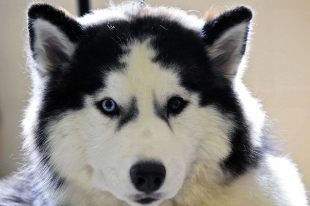 Oroscopo: un cane per ogni segno zodiacale
