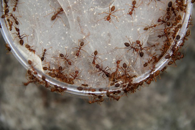Rimedi naturali contro le formiche: metodi pratici per tenerle lontane Eliminare formiche in casa