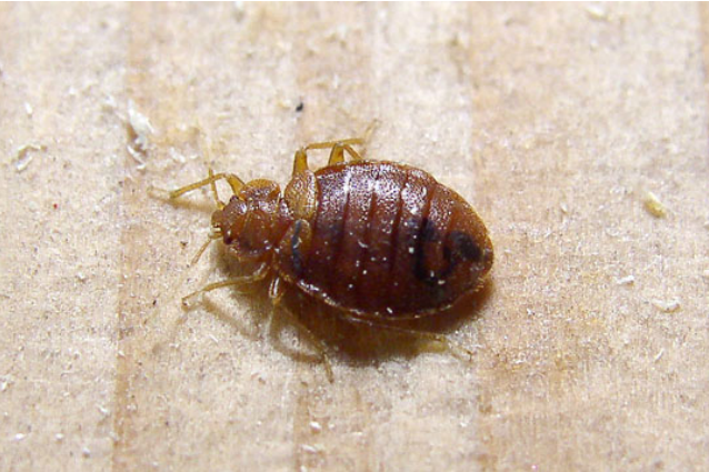 Come eliminare le cimici dei letti Cimici marroni in casa
