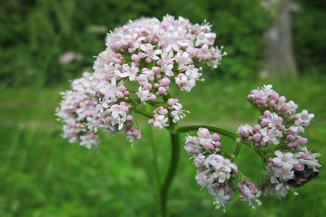 Valeriana: proprietà benefiche, usi e controindicazioni