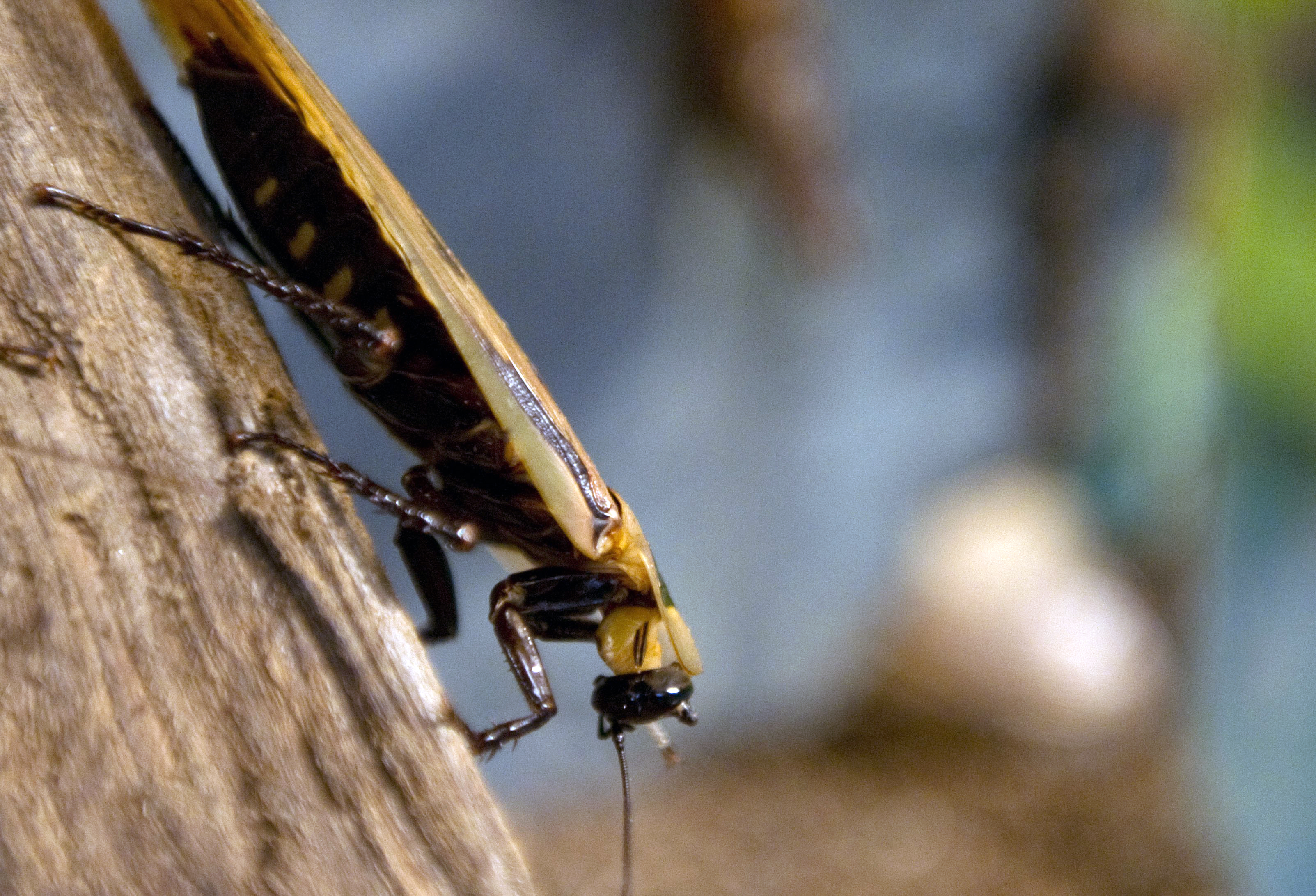Come eliminare le tarme dai vestiti: rimedi naturali e trucchi ... Come eliminare le tarme dai mobili