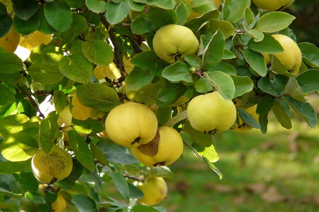 Mela cotogna: proprietà e benefici del frutto dimenticato