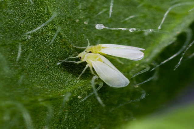 Mosca bianca: come eliminarla definitivamente con i rimedi naturali Malattie del viburno lucido