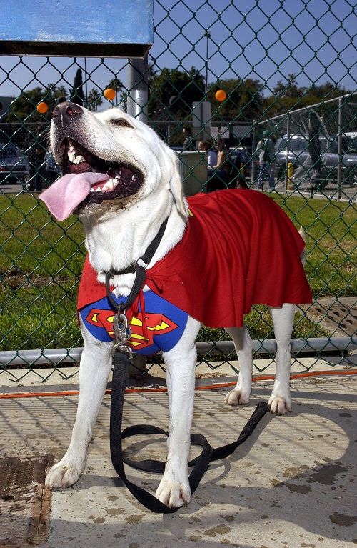 Set di costumi per cuccioli di cane per bambini, orecchie per