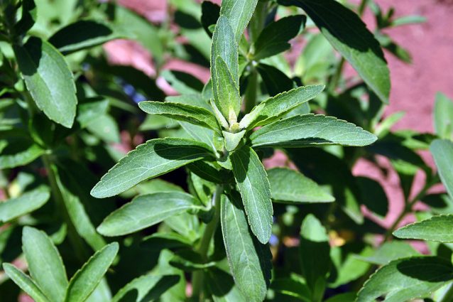 Stevia: proprietà benefiche e controindicazioni del dolcificante naturale senza calorie