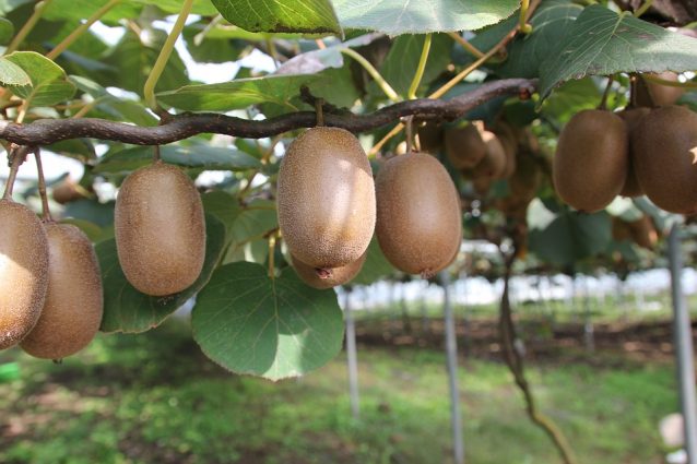 Kiwi: trucchi per la coltivazione, quando piantarlo e come prendersene cura