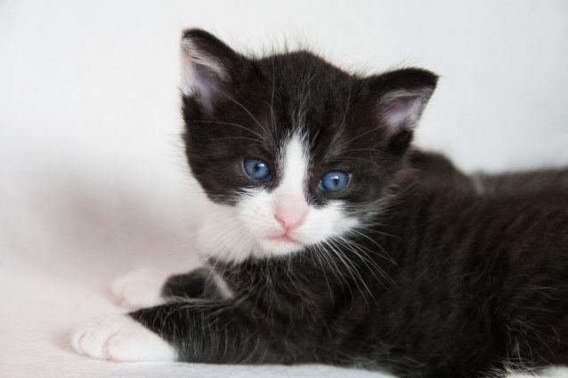 Festa del gatto: il 17 febbraio è il giorno dedicato all’amico a quattro zampe
