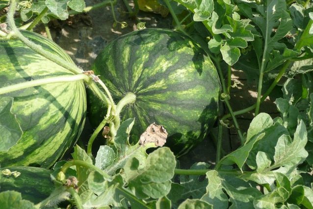 Coltivazione dell'anguria: come seminarla in orto o giardino