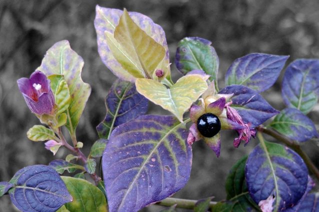 Belladonna: proprietà e controindicazioni del rimedio omeopatico dalle tante virtù