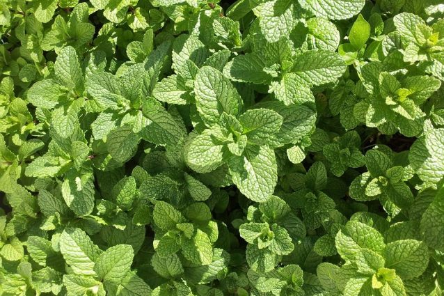 Menta: proprietà, benefici, utilizzi e controindicazioni