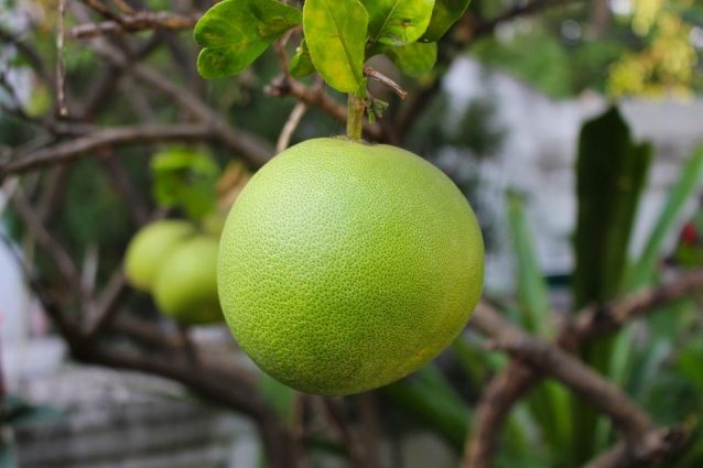 Pomelo: proprietà benefiche, usi e controindizazioni