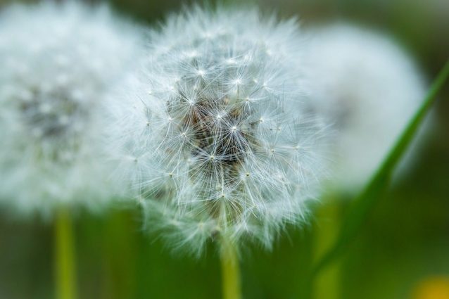 Allergie stagionali: i rimedi e i consigli utili per alleviare i sintomi