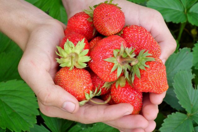 Mangiare fragole ogni giorno ridurrebbe il rischio cancro al seno