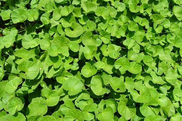 Centella asiatica: proprietà benefiche, usi e controindicazioni