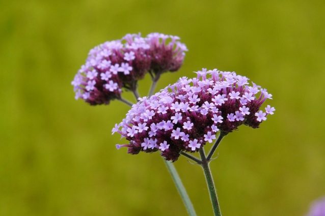 Verbena: proprietà, usi e controindicazioni