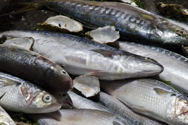 Pesce azzurro: proprietà, specie e come consumarlo