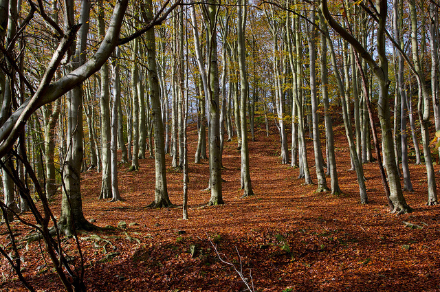 Foresta del Colle del Melogno