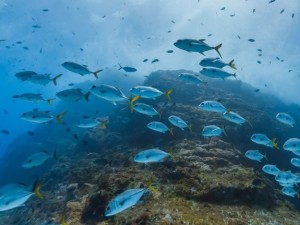 Itinerario sott’acqua tra pesci esotici con Google Street View