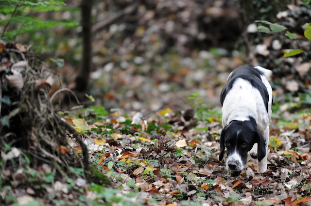 Fido si diverte nei parchi d'Abruzzo