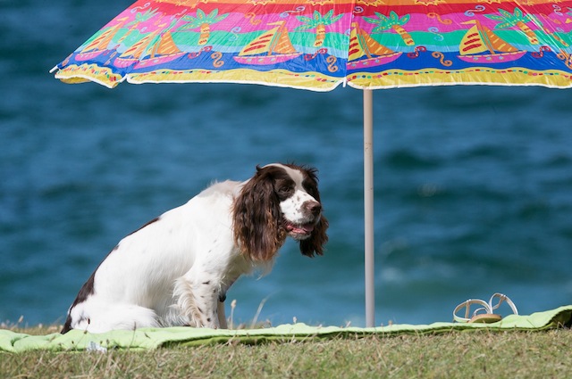 Un simpatico cane sotto l’ombrellone