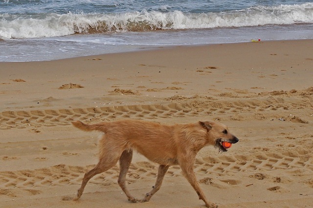 Anche i cani si divertono al mare