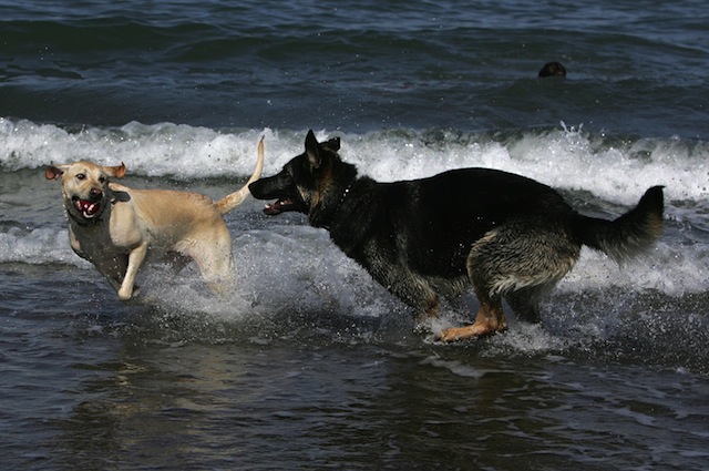 Anche i cani sanno divertirsi in spiaggia