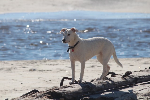 Le migliori spiagge per cani in Europa