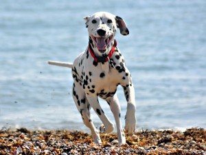 Vacanze con il cane al Black Hotel di Roma