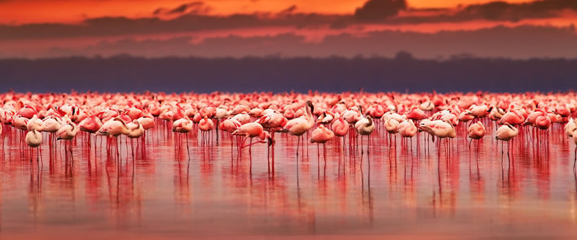 Lake Nakuru, Kenya