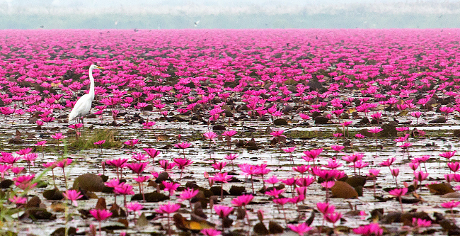 Lago Nong Harn, Thailandia